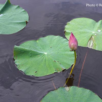 A lotus bud (one of many) peeps out of the Perak River.