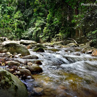 A healthy stream flows through Lata Kekabu.